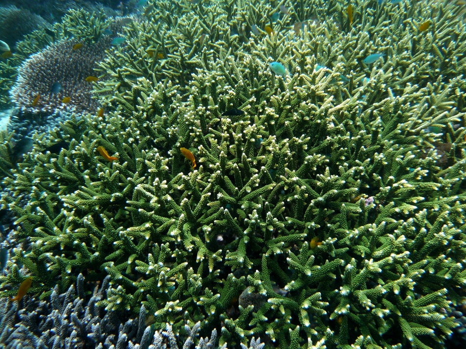 P1000874.jpg