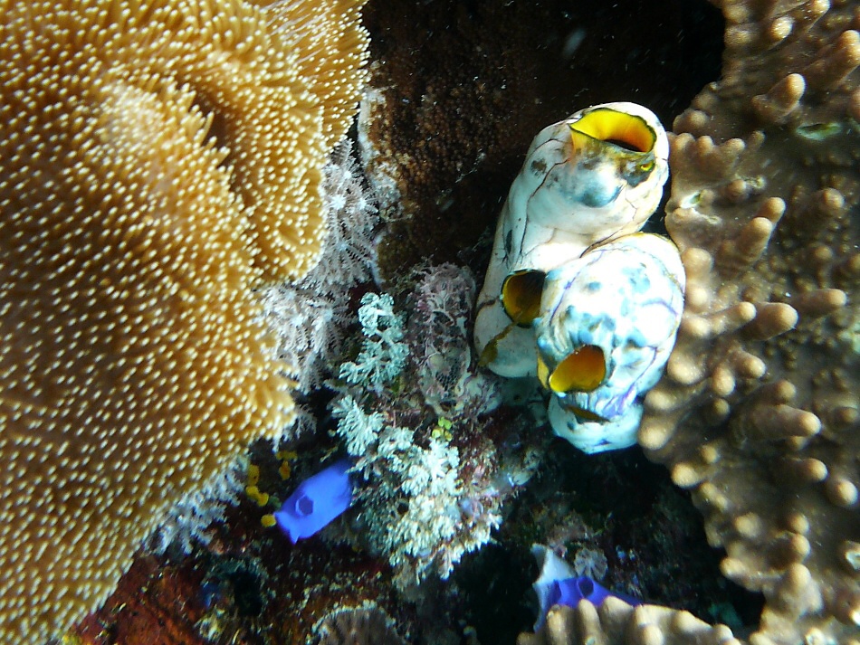 P1000894.jpg