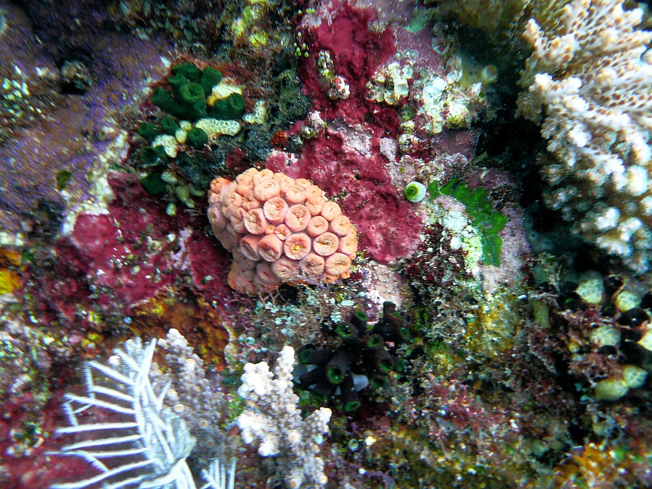 P1000917.jpg