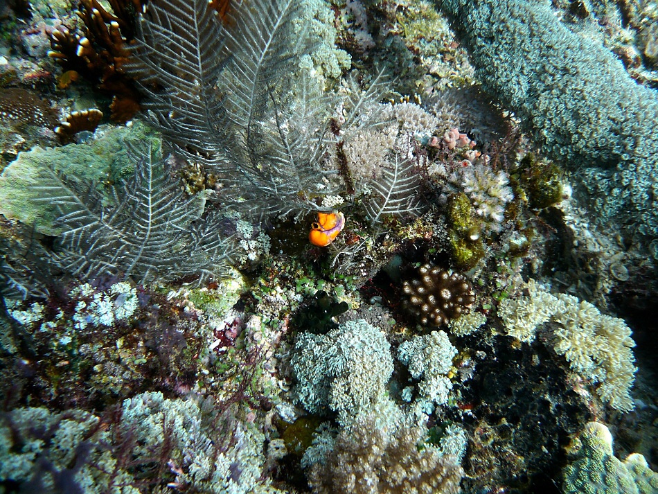 P1000929.jpg