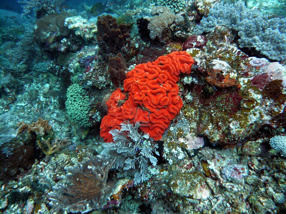 P1000936.jpg