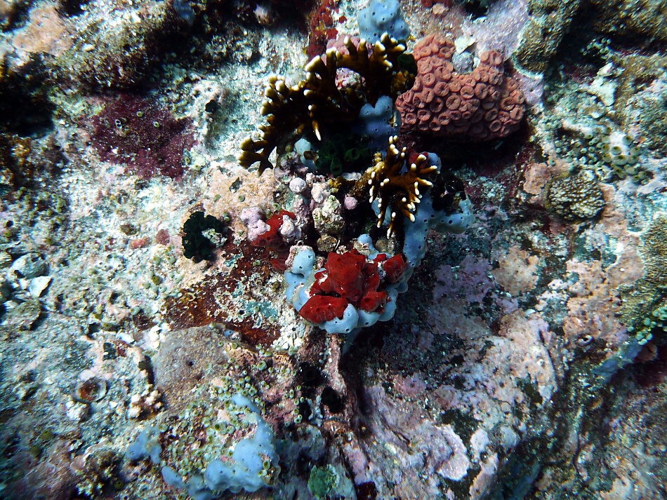 P1000941.jpg