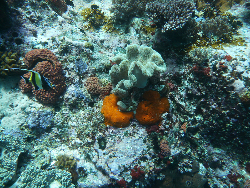 P1000946.jpg