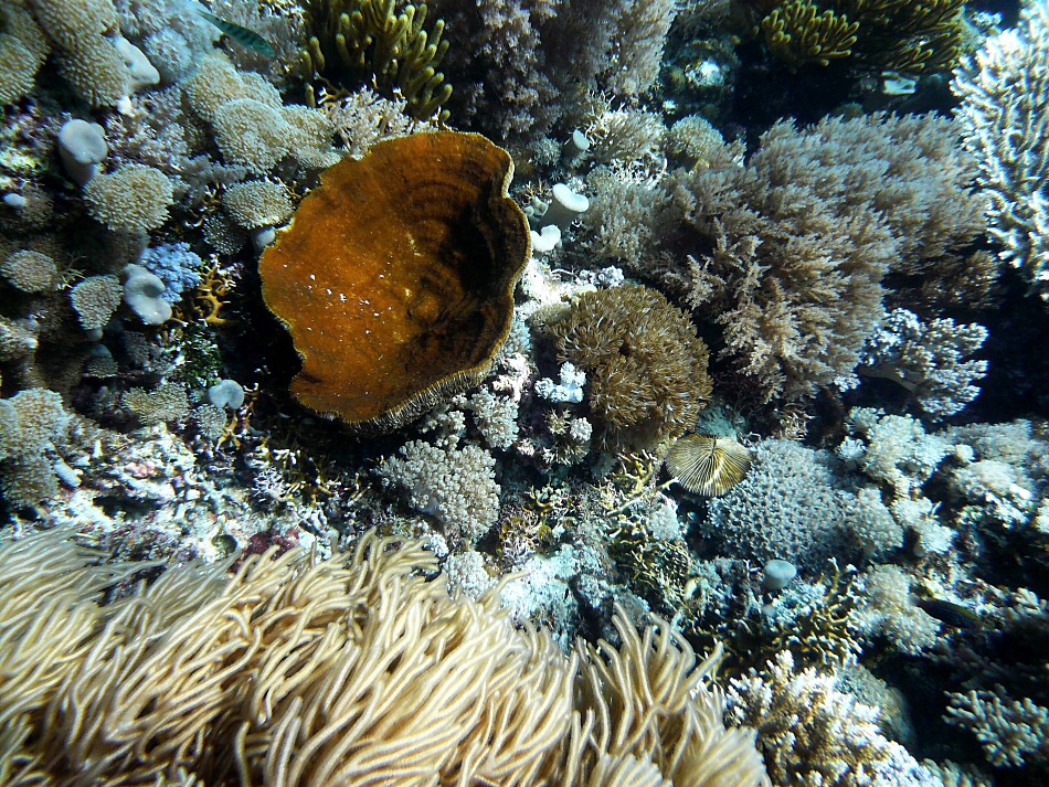 P1000990.jpg