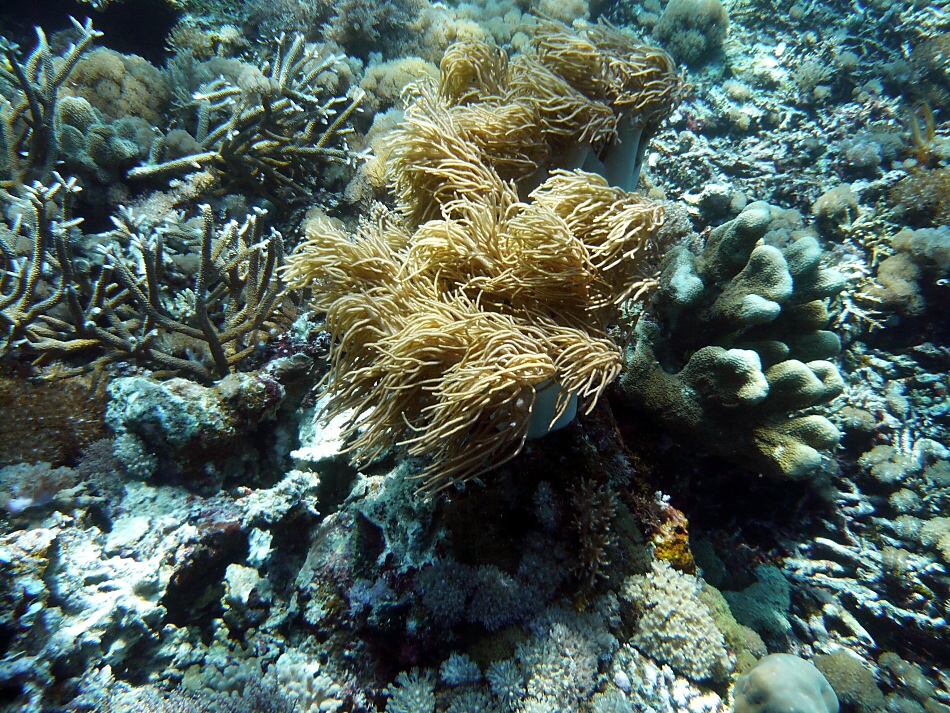 P1000996.jpg