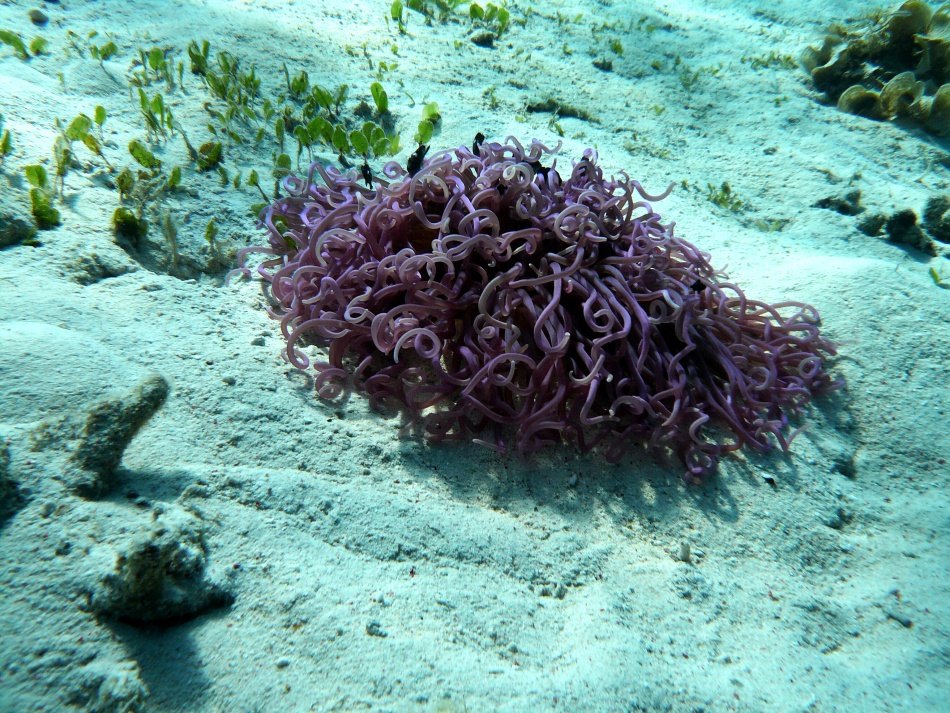 P1010036.jpg