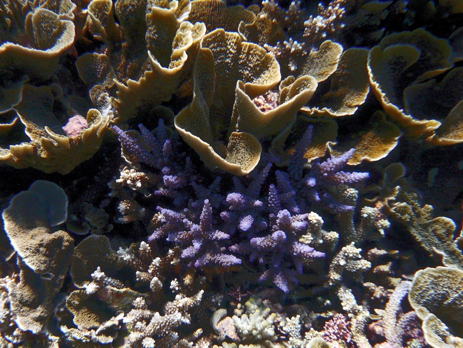 P1010043.jpg