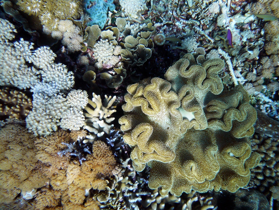 P1010059.jpg