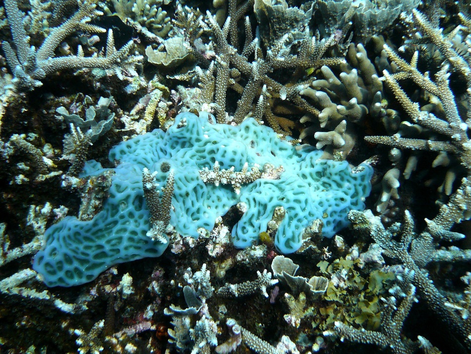 P1010065.jpg
