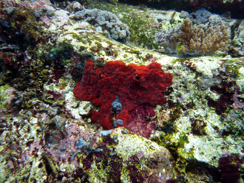 P1010106.jpg