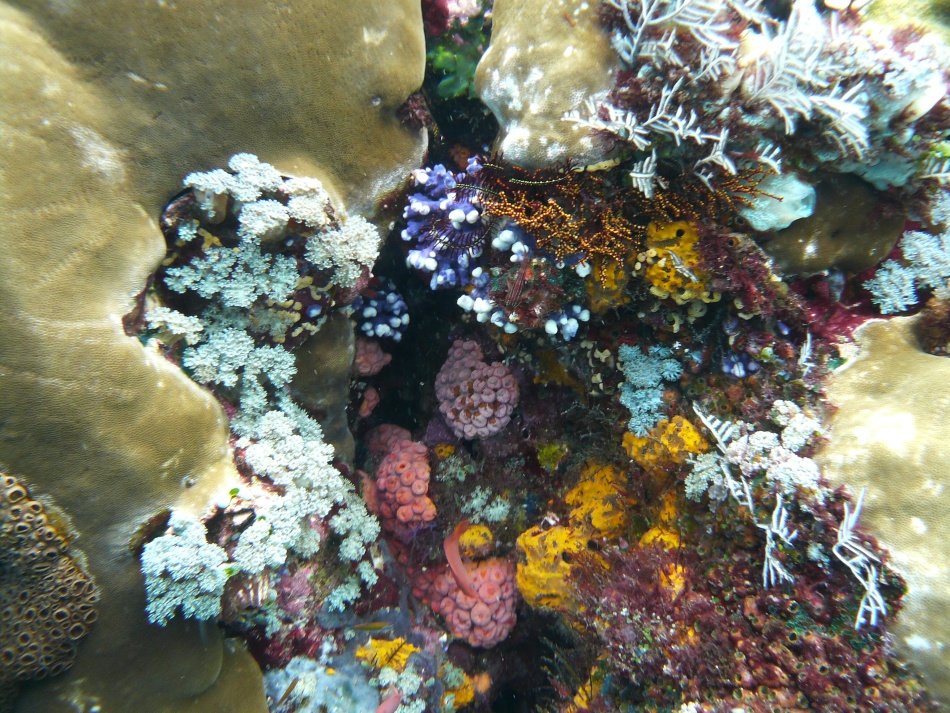 P1010136.jpg