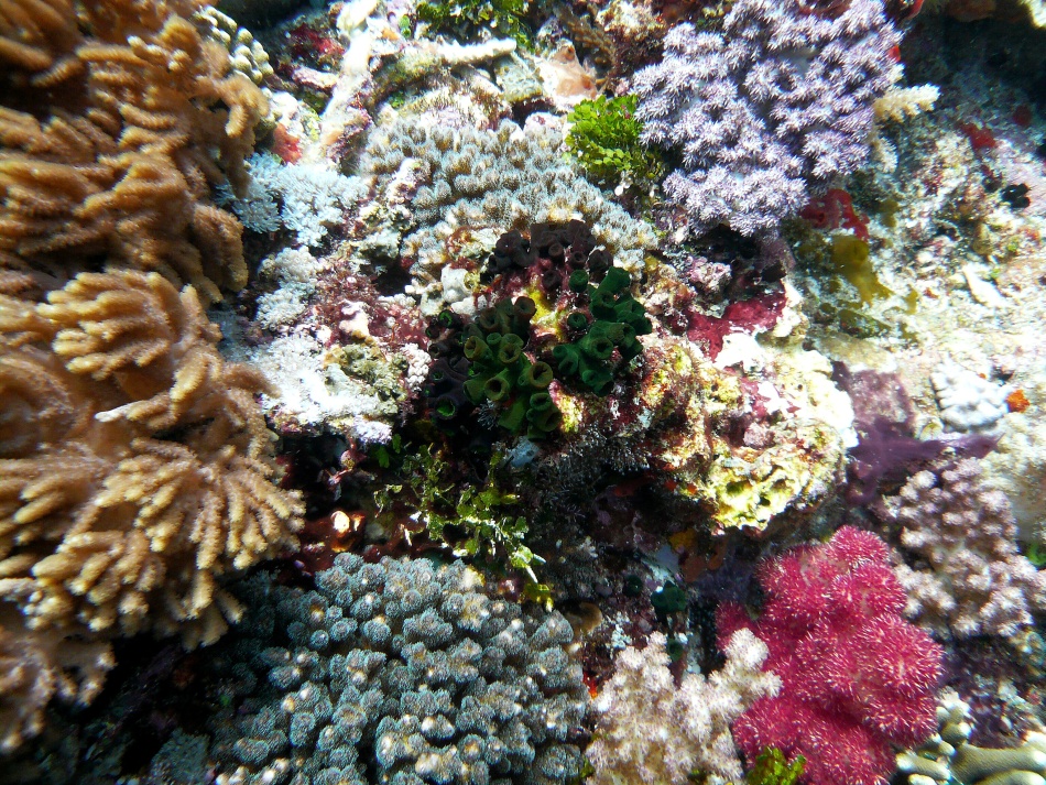 P1010158.jpg