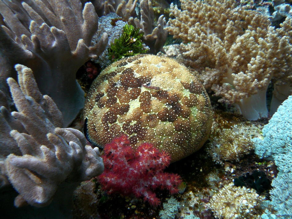 P1010168.jpg