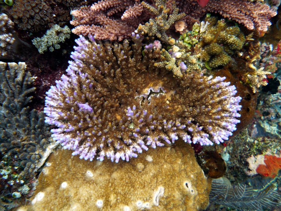 P1010169.jpg
