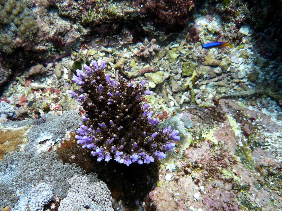 P1010176.jpg