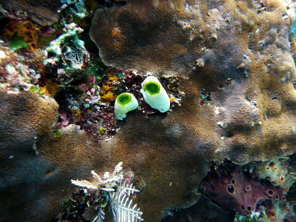 P1010178.jpg