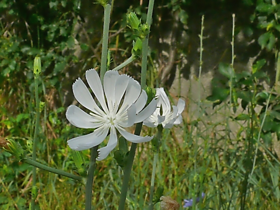 Čekanka obecná - albín