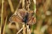 Modrásek jehlicový - samice